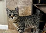 Twix - Toyger Kitten For Sale - Pleasant Hill, CA, US