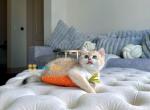 Cookie - British Shorthair Kitten For Sale - Boston, MA, US