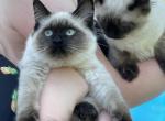 Ragdoll kittens - Ragdoll Kitten For Sale - Westfield, MA, US