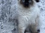 female ragdoll - Ragdoll Kitten For Sale - Westfield, MA, US