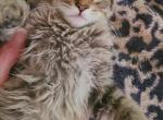 Bear - Maine Coon Cat For Sale - WI, US