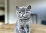 Molly - British Shorthair Kitten For Sale - 