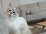 Siberian Girl Elena - Siberian Kitten For Sale - Rosenberg, TX, US