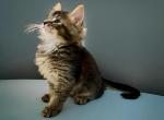 CM PUNK Super cute male kitten - Maine Coon Kitten For Sale - NY, US