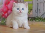 Edgar - British Shorthair Kitten For Sale - Brooklyn, NY, US