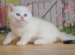 Ernest - British Shorthair Kitten For Sale - Brooklyn, NY, US
