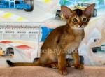 Cherokee - Abyssinian Kitten For Sale - Brooklyn, NY, US