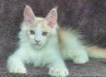 Gucci - Maine Coon Kitten For Sale - Brooklyn, NY, US