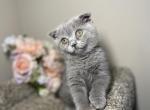 Blue Ladies - Scottish Fold Kitten For Sale - Fort Wayne, IN, US