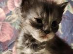 Juniper Maine Coon - Maine Coon Kitten For Sale - Eugene, OR, US