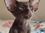 Raspberry - Oriental Kitten For Sale - Fort Lauderdale, FL, US