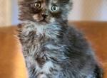 Tomasz - Maine Coon Kitten For Sale - Eugene, OR, US