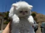 Snowy - Persian Kitten For Adoption - 