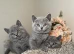 Blue Cowboys - British Shorthair Kitten For Sale - Fort Wayne, IN, US