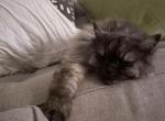 Rue - Persian Cat For Adoption - Austin, TX, US