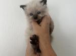 Dasha - Siberian Kitten For Sale - North Port, FL, US