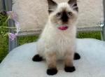 Maggie - Ragdoll Kitten For Sale - Mount Joy, PA, US