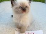 Sashas kittens - Ragdoll Kitten For Sale - Mount Joy, PA, US