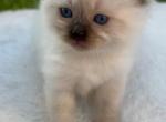 Sashas kittens 3 - Ragdoll Kitten For Sale - Mount Joy, PA, US