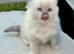 Sashas kittens 5 - Ragdoll Kitten For Sale - Mount Joy, PA, US