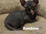 Athenas Kittens - Sphynx Kitten For Sale - Baytown, TX, US