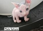 Xochi Babies - Sphynx Kitten For Sale - Baytown, TX, US