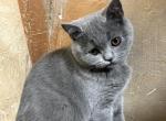 Skye - Scottish Straight Kitten For Sale - Arvada, CO, US