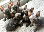 CatLuvCattery - Sphynx Kitten For Sale - Spartanburg, SC, US