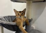 Yoyo - Abyssinian Kitten For Sale - New York, NY, US