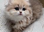 Nala - British Shorthair Kitten For Sale - Vancouver, WA, US