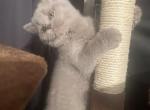 Coral - British Shorthair Kitten For Sale - Hershey, PA, US