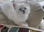 RagDoll Kittens - Ragdoll Kitten For Sale - Cleveland, OH, US