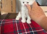 Mollys Babies - Scottish Fold Kitten For Sale - 