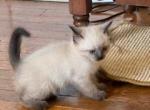Gracie Belle's - Siamese Kitten For Sale - 