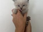 Declan - Siberian Kitten For Sale - North Port, FL, US