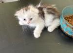 MOlly's Babies - Scottish Fold Kitten For Sale - 