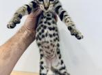 Savannah lynx ocelot kittens - Savannah Kitten For Sale - 
