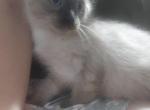 Siamese Kittens - Siamese Kitten For Sale - Farmingville, NY, US