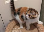Martha - Scottish Fold Kitten For Sale - 