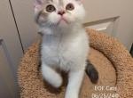 Fred - Scottish Straight Kitten For Sale - 