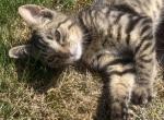 Layla - Domestic Kitten For Sale - Coatesville, PA, US