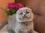 Emine - Scottish Fold Kitten For Sale - Los Angeles, CA, US