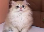 Eileen - British Shorthair Kitten For Sale - Los Angeles, CA, US