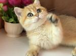 Aishe - British Shorthair Kitten For Sale - Los Angeles, CA, US