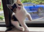 Baby - Scottish Straight Kitten For Sale - Elmira, NY, US