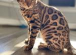 Loki - Bengal Cat For Sale - Clifton, NJ, US