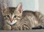 Leo - Bengal Kitten For Sale - 