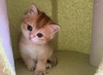 Bri William - British Shorthair Kitten For Sale - New York, NY, US