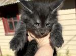 Maine Coon brother - Maine Coon Kitten For Sale - Absarokee, MT, US