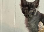 Annie boy - Maine Coon Kitten For Sale - Absarokee, MT, US